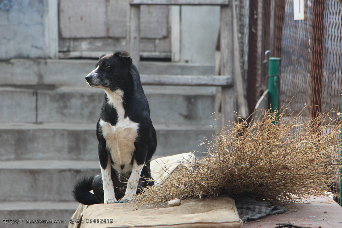 流浪狗图片 黑白 狗 流浪 楼梯 扫把 忧郁 生物世界 野生动物