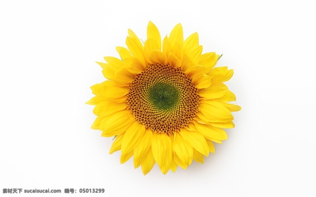 向日葵 花朵 黄色 花瓣 背景图片 背景 生物世界 花草