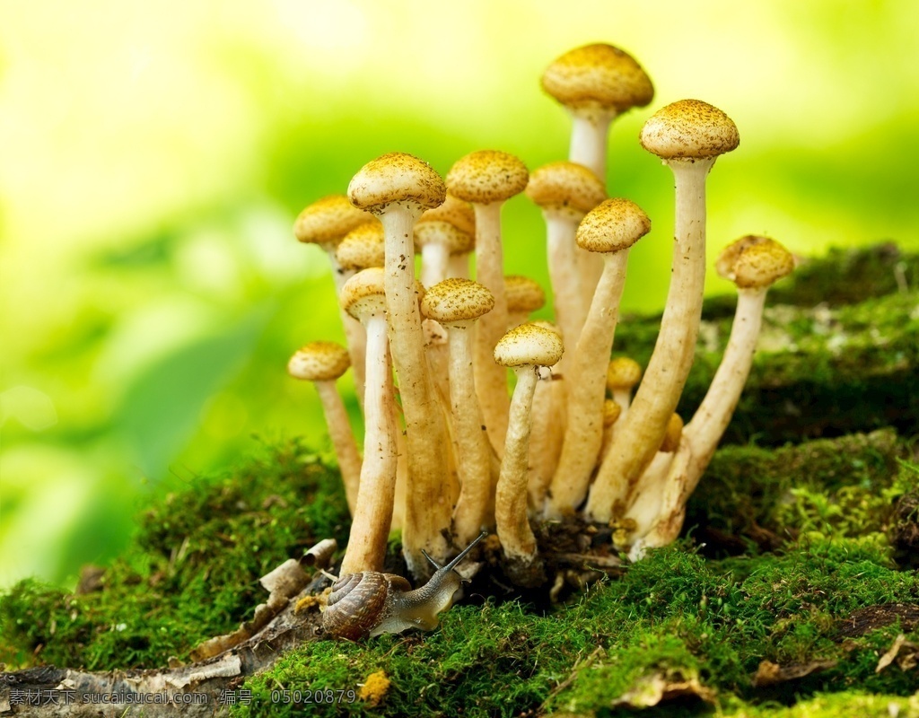 蘑菇 蜂蜜 琼脂 森林 里 森林里 照片 苔藓 野生菌 生活百科 自然景观 自然风景