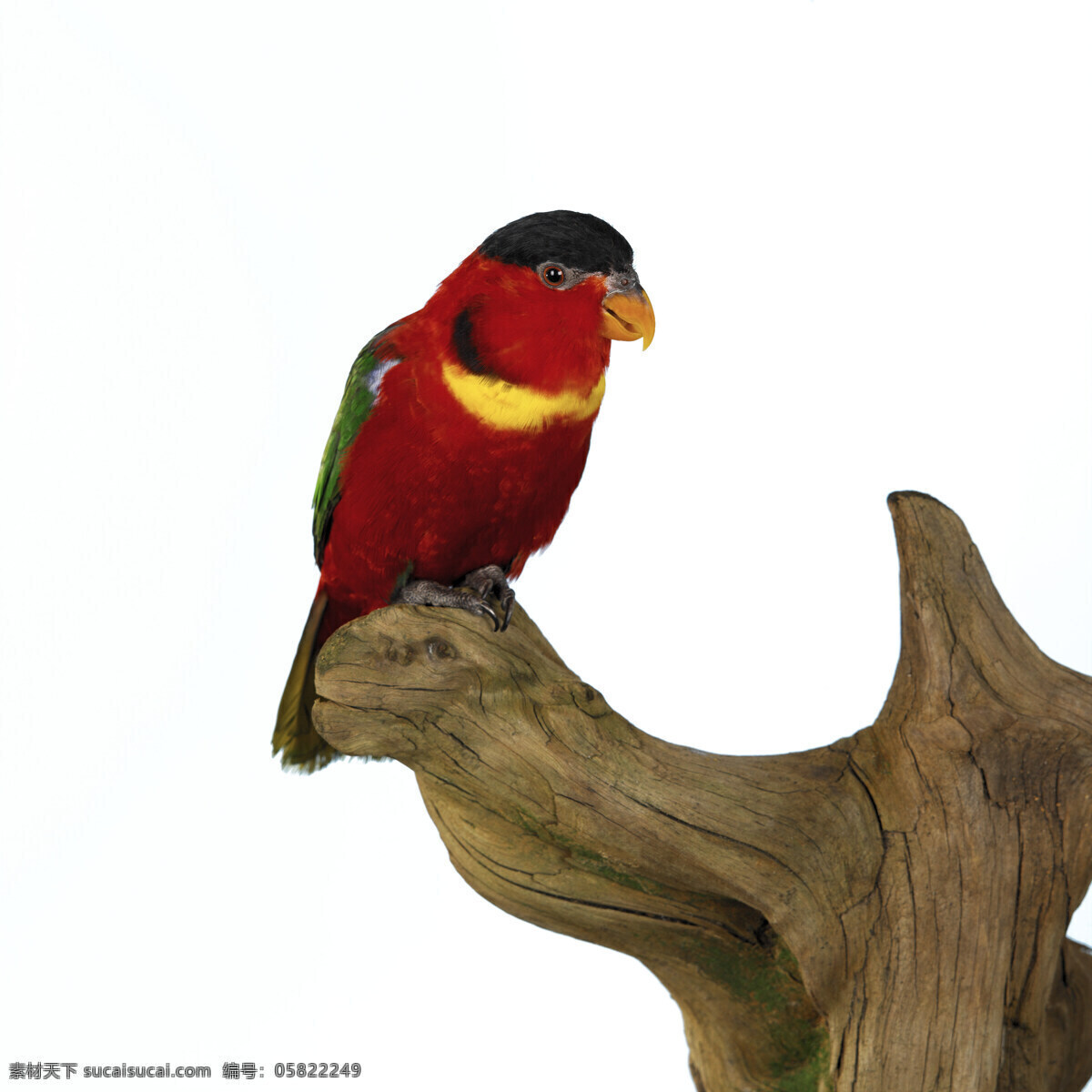 红色 鹦鹉 动物世界 飞禽 鸟禽 鸟类 树枝 枯树 摄影图 空中飞鸟 生物世界