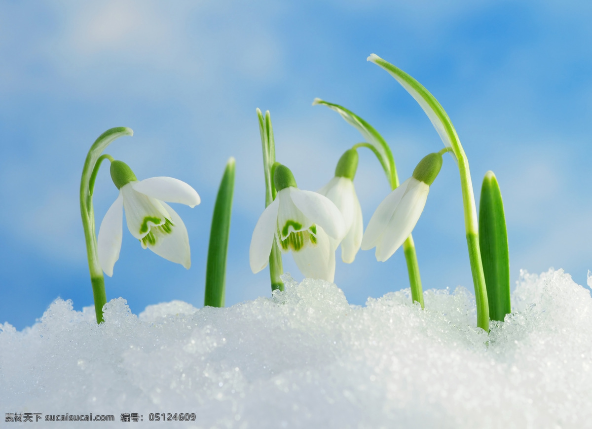 兰花高清图片 兰花 唯美花朵 白色鲜花 白色花朵 自然花朵 白色兰花 冰冻 蓝天 花草 生物世界