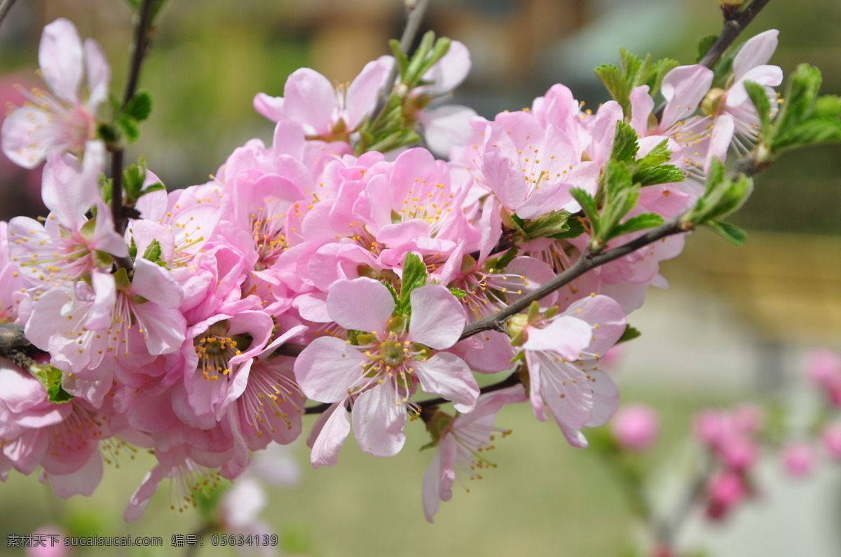 北方 園林 植物 榆葉梅 花枝 灌木 花灌木 粉色花 花草 生物世界