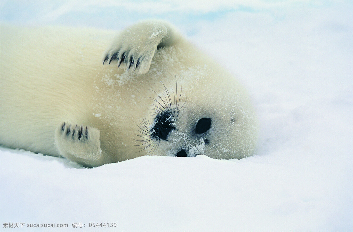 雪地 里 小海 狮 动物 野生动物 北极 小海狮 可爱 陆地动物 生物世界 白色