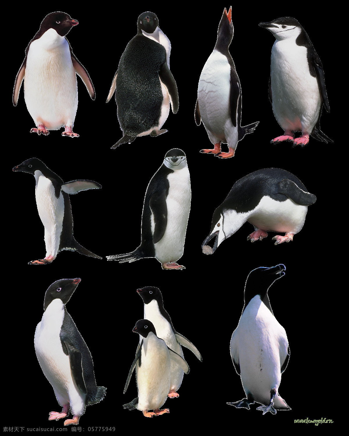 企鹅图片 企鹅 透明底 免抠图 分层图 分层 生物世界 野生动物