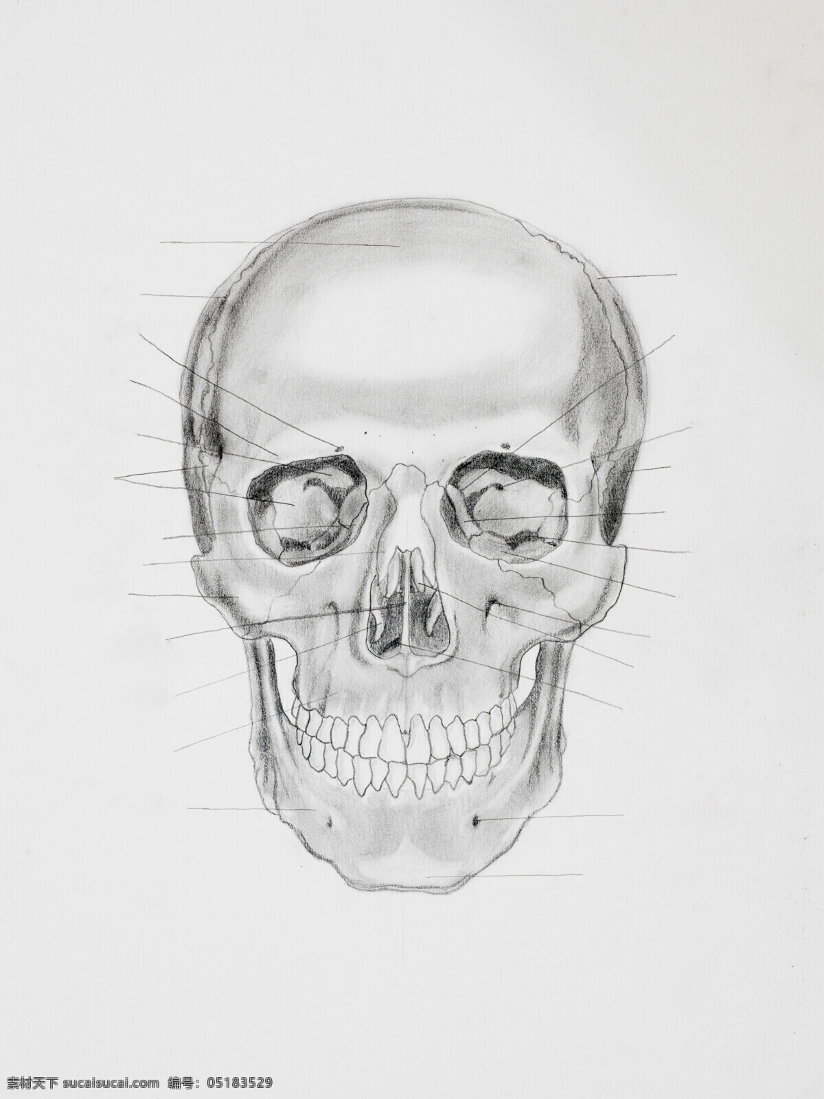 人体 头部 骨骼 面部骨骼 人体骨骼 人体结构 人体解剖 医疗护理 现代科技