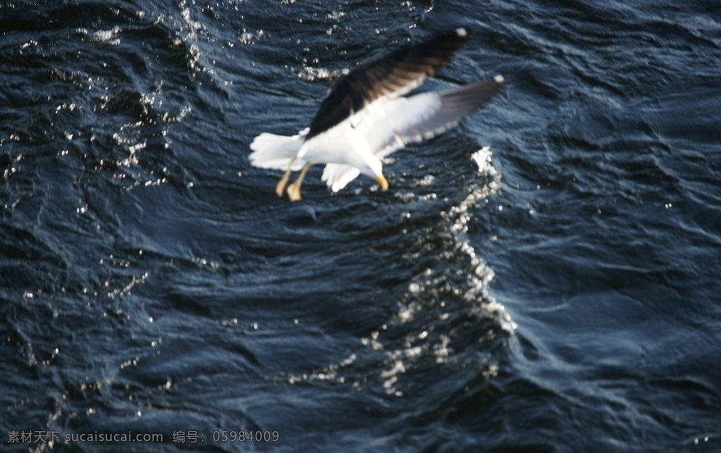 伏尔加河风光 伏尔加河 海鸥 飞翔 戏水 扑食 蓝色 海水 浪花 觅食 大海 海河 海鸥戏水 鸟类 生物世界