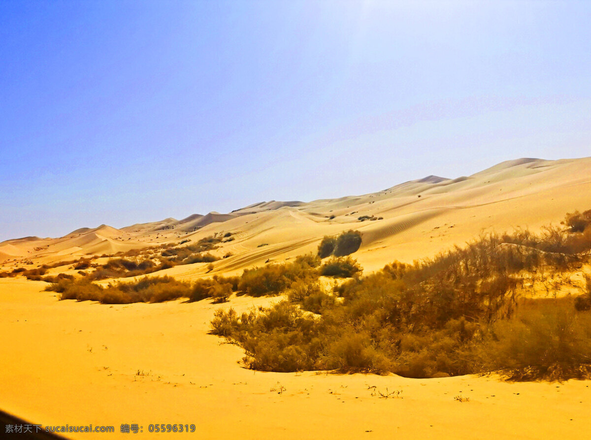 自然风景图片 自然风景 沙漠 红柳 地爬草 蓝天