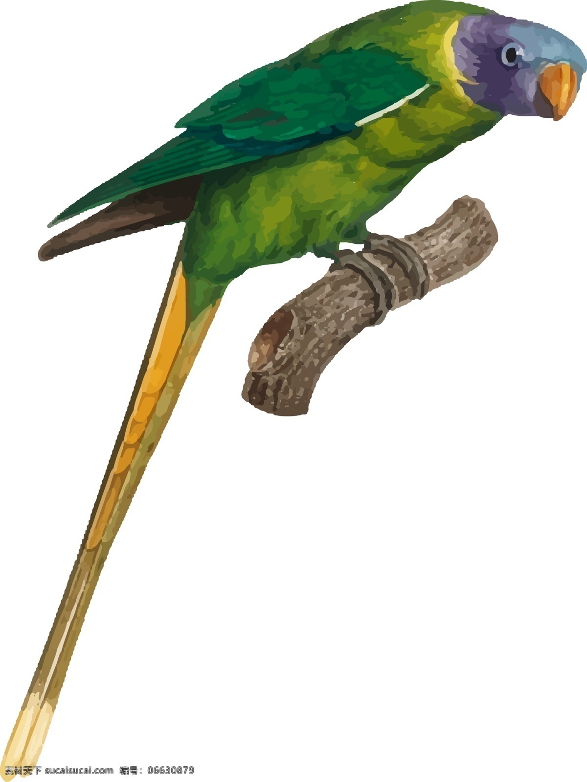 鸟类 鹦鹉 手绘 矢量 彩色 绿色 元素