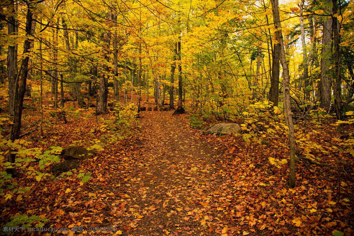 秋天的森林 金色 树叶 秋天 森林 余晖 摄影库 旅游摄影 自然风景