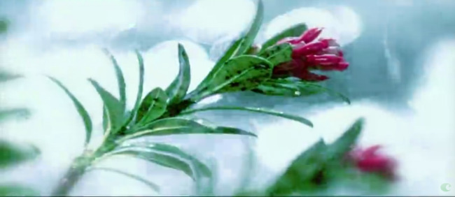 雨 中 花朵 自然风光 美景 高清 实拍 视频 高清实拍