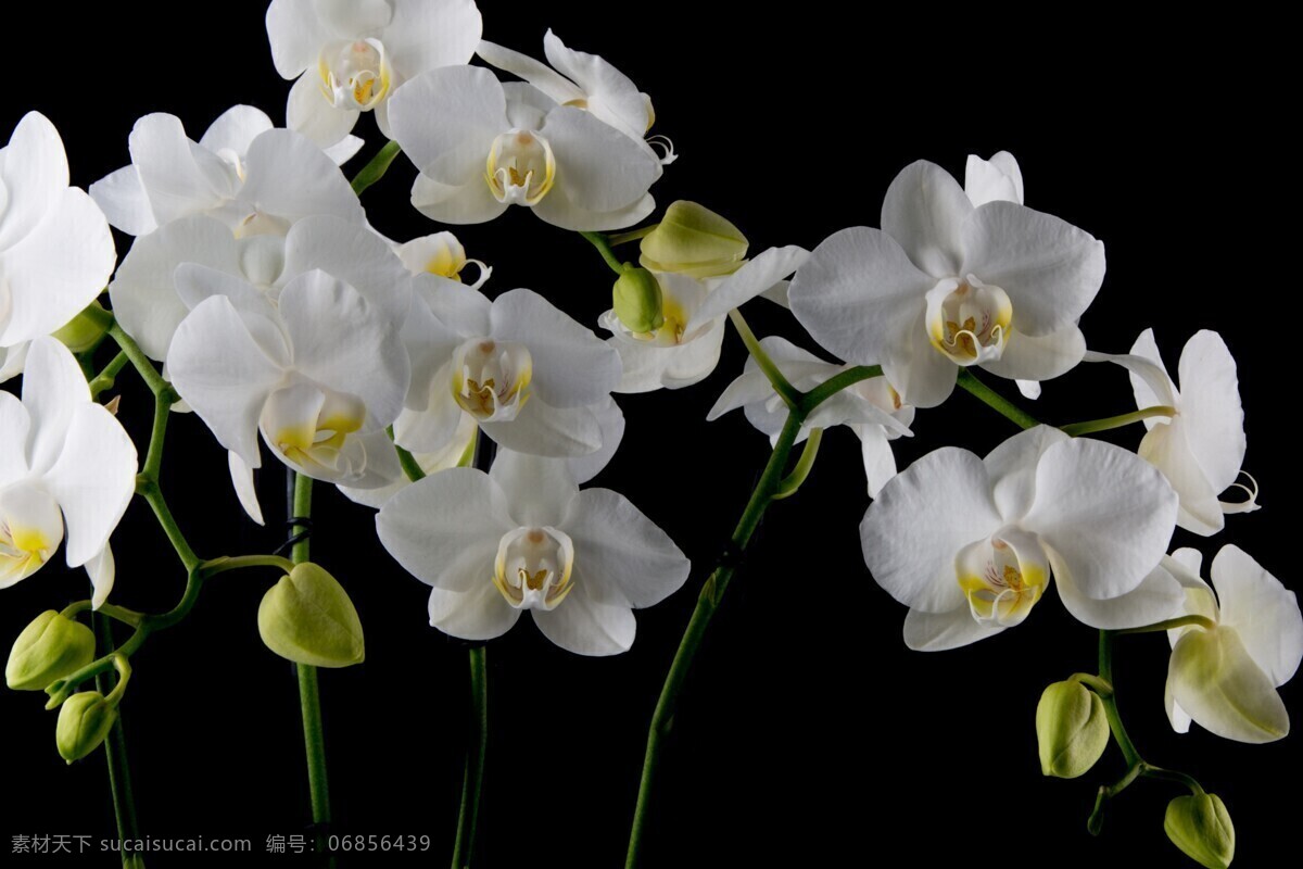 唯美 白色 蝴蝶 兰花 花卉 花朵 花草 植物 鲜花