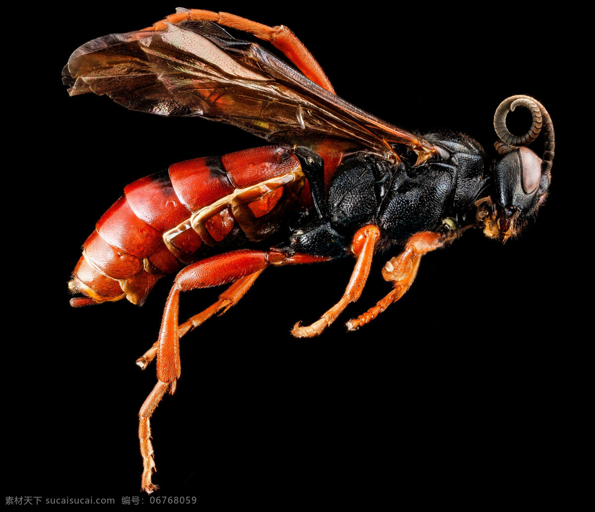黄蜂 昆虫 蜇 动物 特写 局部特写 生物世界