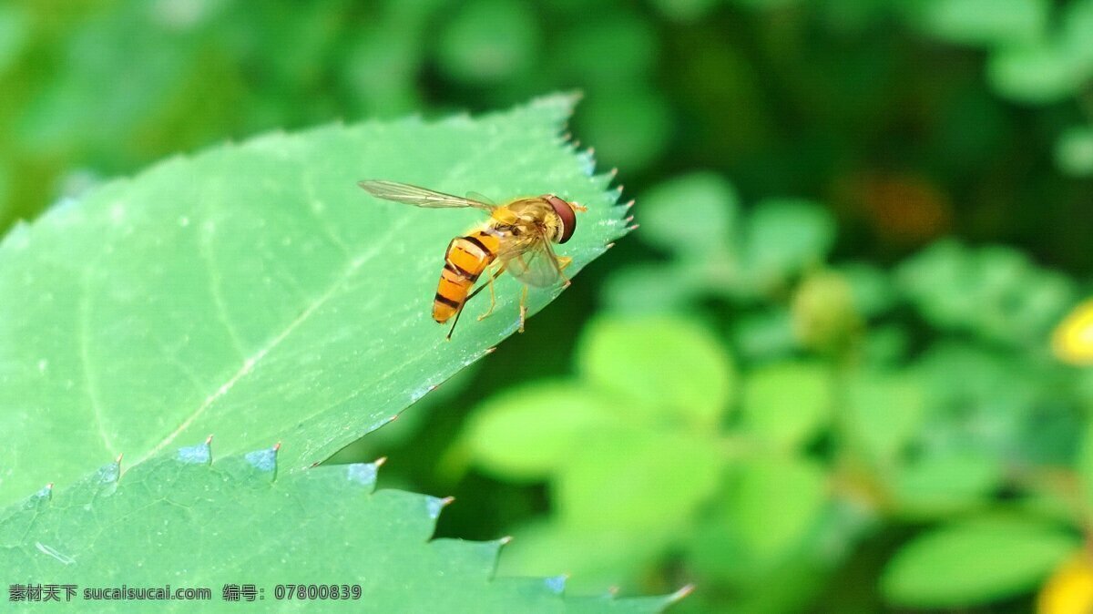果蝇 春天 昆虫 绿色 生物世界 屏保 昆虫世界