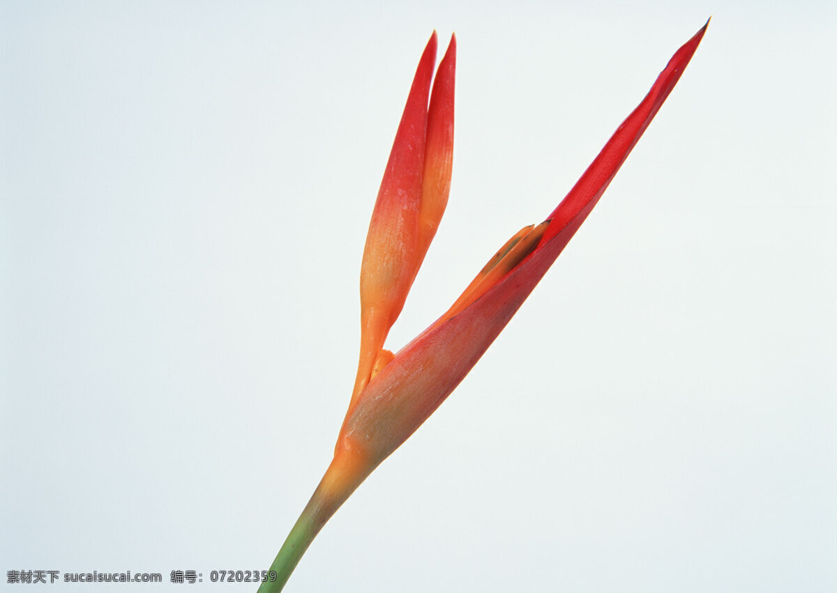 花卉 特寫(xiě) 紅色 花朵 鮮花