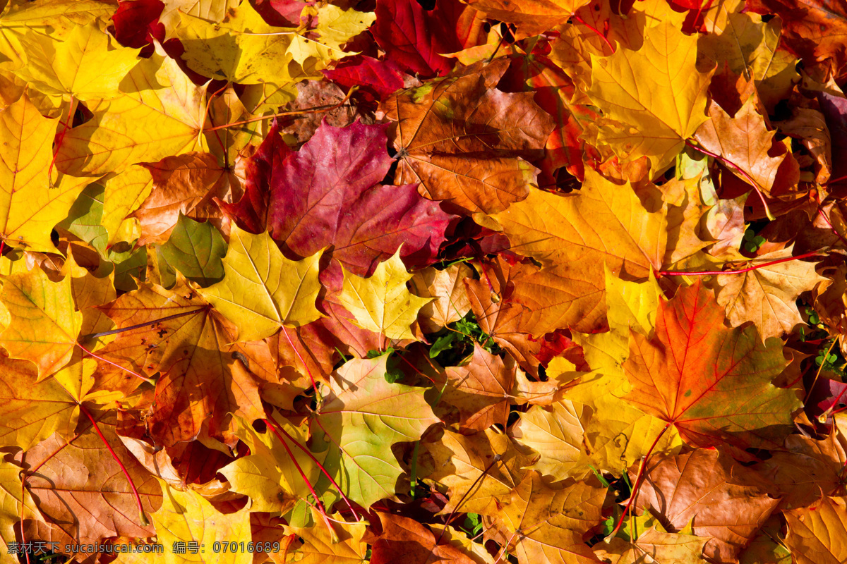 高清树叶背景 树叶 树叶背景 秋天 秋季 秋季背景 自然风光 自然风景 自然景观 黄色