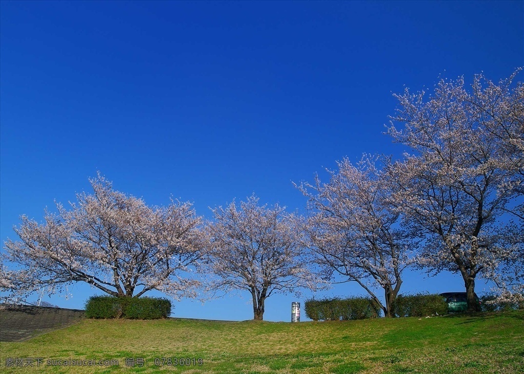 櫻花樹 公園 草地 藍(lán)天 樹木 樹林 白色樹木 白色花朵 植物 園林 植物綠化 植物樹木 生物世界 樹木樹葉