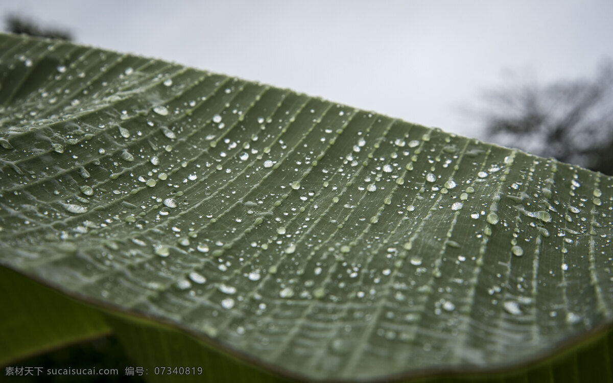 荷葉 上 雨滴 局部 特寫 拍攝 風景 植物 荷花 荷塘 照片 自然景觀 建筑園林