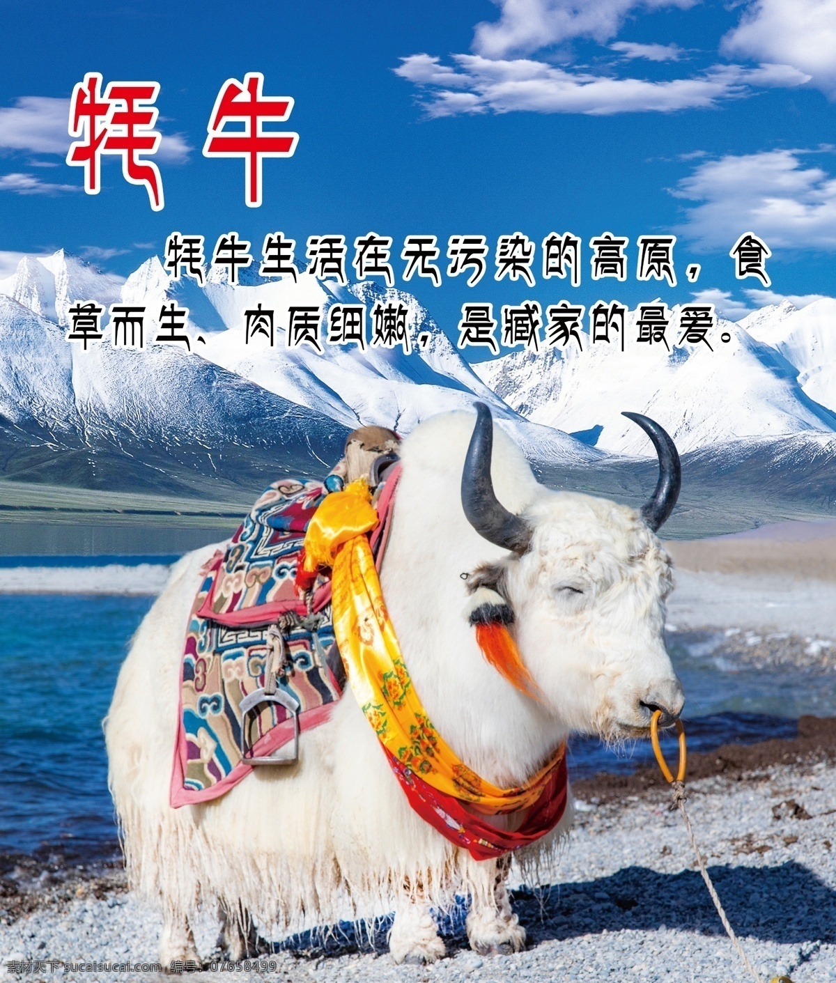 牦牛 展板 雪山 海報 分層