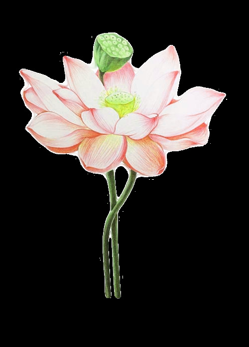 溫婉 清新 荷塘 景物 裝飾 元素 溫婉清新 裝飾元素 荷花 荷葉