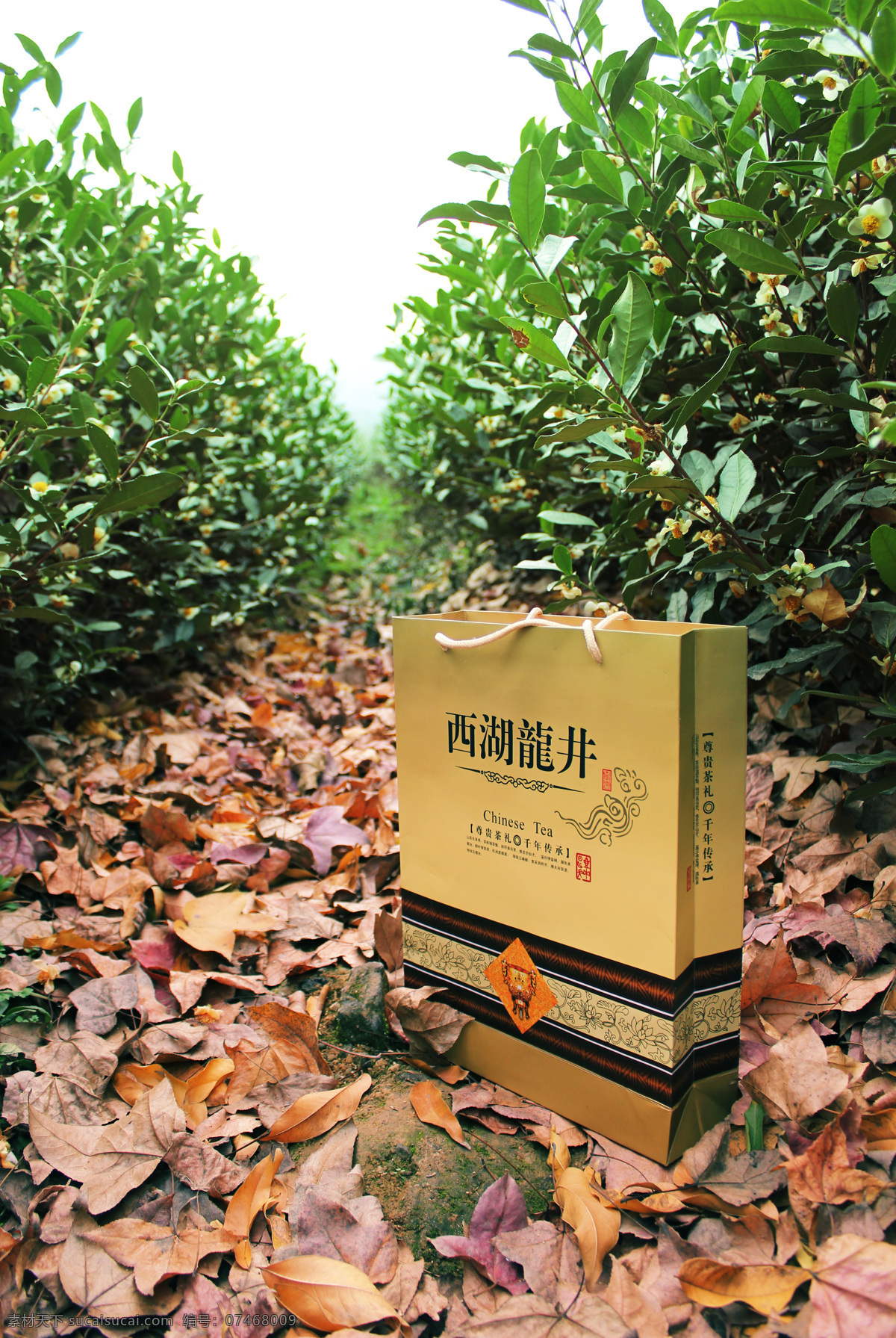 包裝盒 茶葉 茶園 楓葉 龍井茶 綠色植物 手提袋 西湖龍井茶 西湖龍井 龍井山 農(nóng)業(yè)生產(chǎn) 現(xiàn)代科技 矢量圖 日常生活
