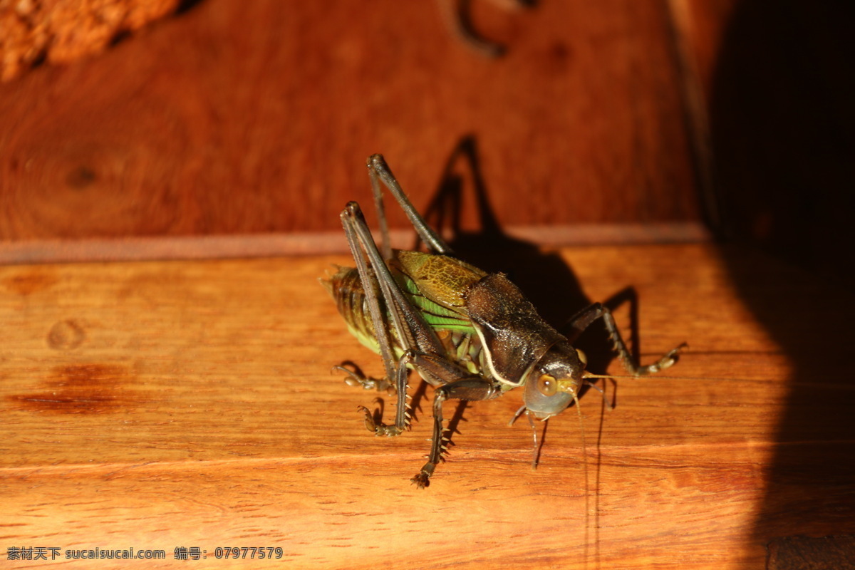 文玩 蝈蝈 手串 微距 生物摄影 生物世界 昆虫