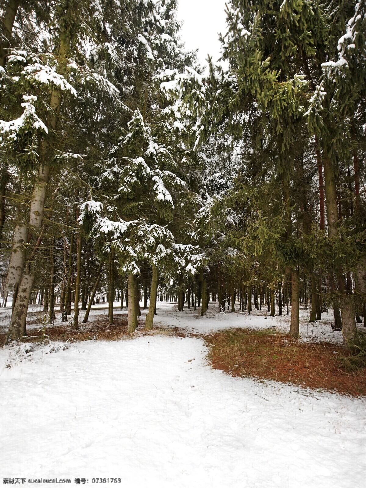 白色 冬天 大雪无垠 白色的冬天 雪 大雪 暴雪 松树 雪松 北国风光 雾凇 树林 雪景 冰雪