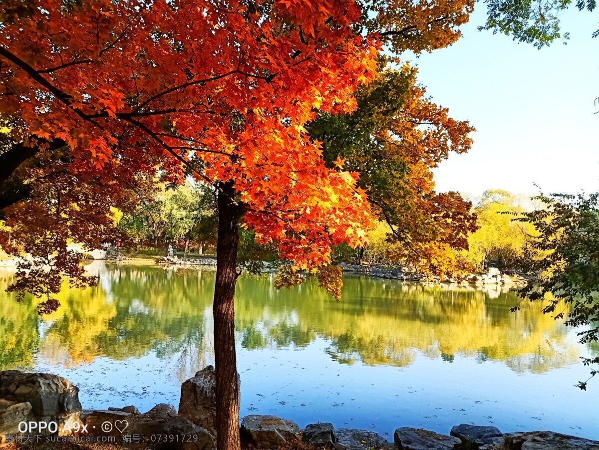 秋天的景图片 树叶 秋天 湖 五彩缤纷 学校美景 潞河 自然景观 自然风景