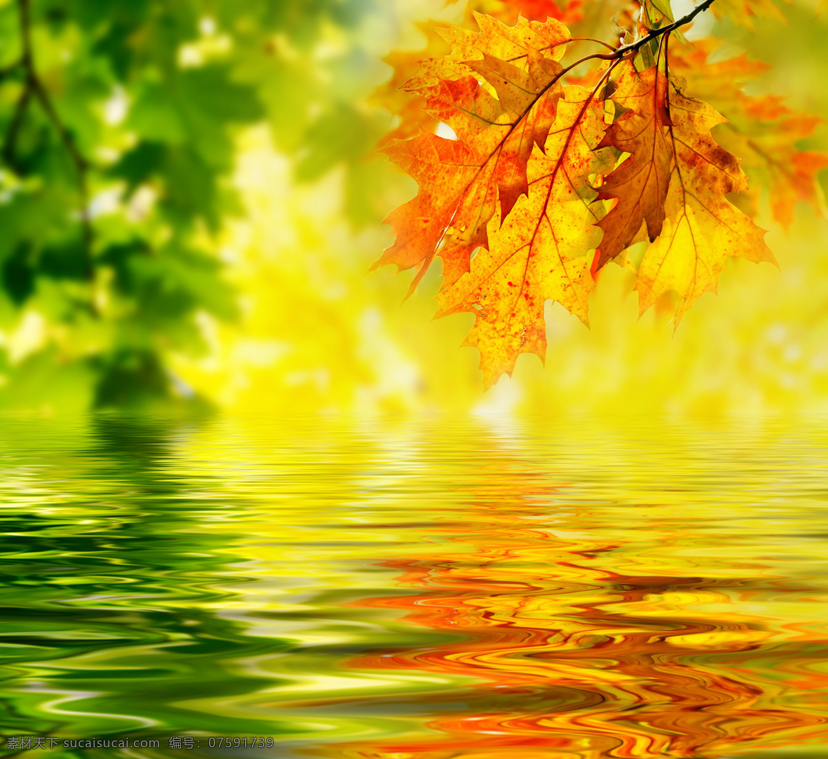 秋天枫叶美景 秋天风景 美丽风景 树叶 枫叶 黄叶 树木 枫树 树林 阳光 湖水 倒影 自然风景 自然景观 黄色