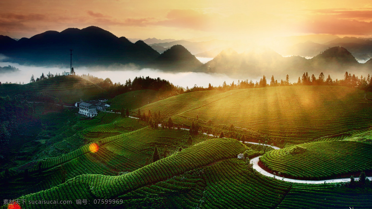 茶园 茶山 风光 风景 日出 美景 茶叶 绿色 景色 大山 仙境 壁纸 自然景观 山水风景