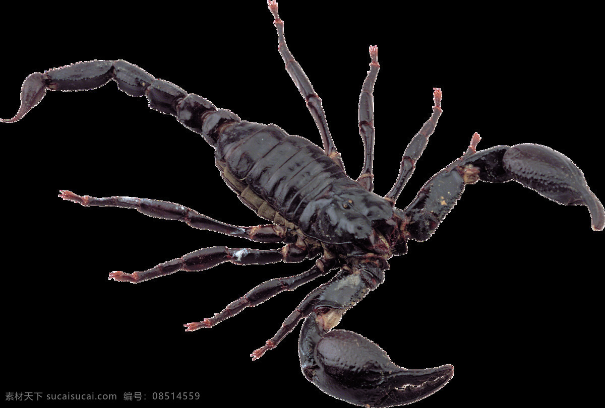 只 黑色 爬行 蝎子 爬行动物 昆虫 自然生物 png免扣 生物世界
