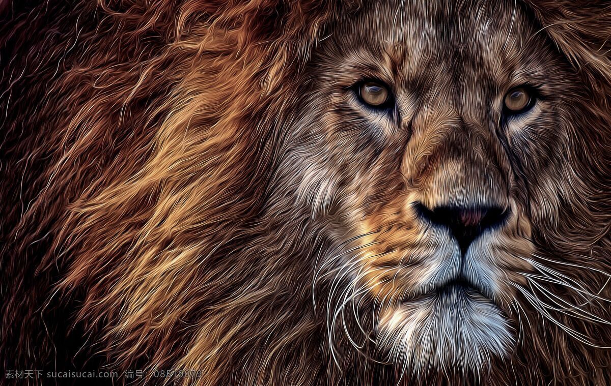狮子 森林之王图片 森林之王 动物 食肉动物 野生动物 保护动物 狮王 公狮子 母狮子 小狮子 狮子头