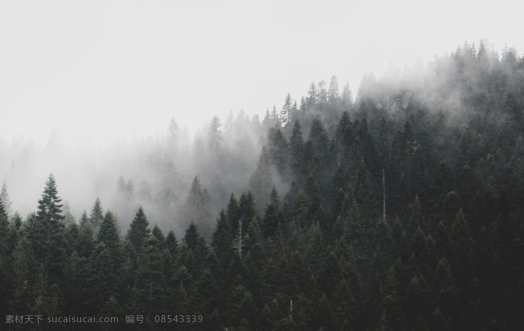 森林云雾 倒影树林 针叶林 高山上 云杉 杉树 绿色树林 自然景观 山水风景