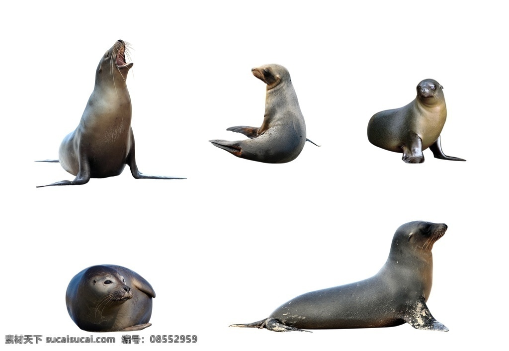 海豹图片 海豹 动物 矢量 元素