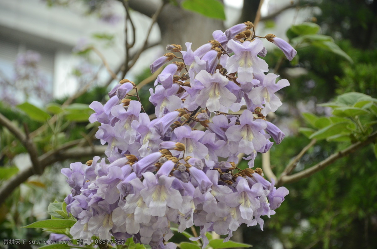 泡桐 花卉 圆锥花序 花冠漏斗形 花白色 或淡紫色 花卉系列 生物世界 花草