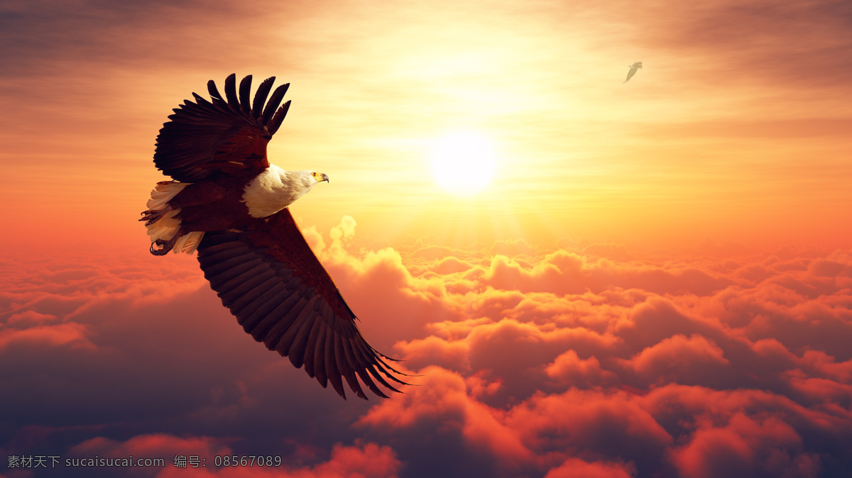 翱翔 白头鹰 唯美天空 朝阳 日出 美丽的云彩 翱翔的白头鹰 昆虫花鸟 生物世界 鱼类