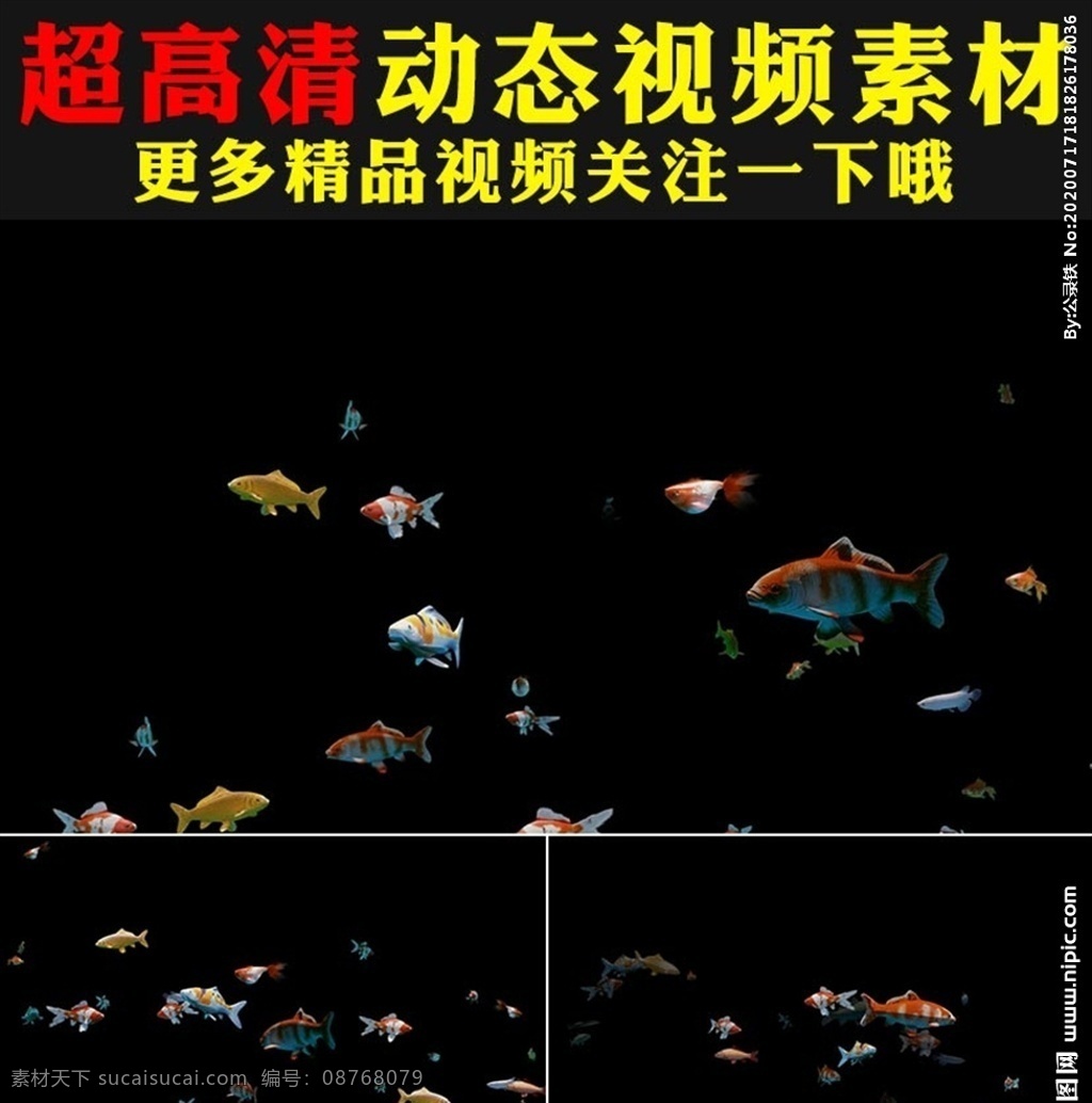 七彩 魚群 金魚 魚兒 魚類 五彩斑斕 魚 海洋魚類 魚兒游動 小魚兒 視頻后期 特效合成 動態(tài)視頻 背景素材 黑背景 視頻素材 綠 屏 摳 合成 視頻 多媒體 影視編輯 mov