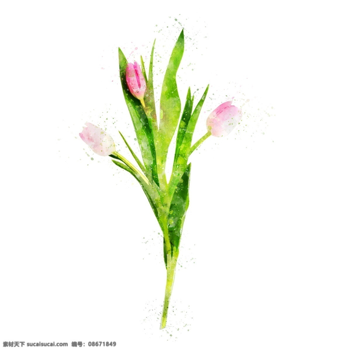 手绘 簇 粉色 郁金香 鲜花 元素 绿色 花卉 花元素 原创 水彩