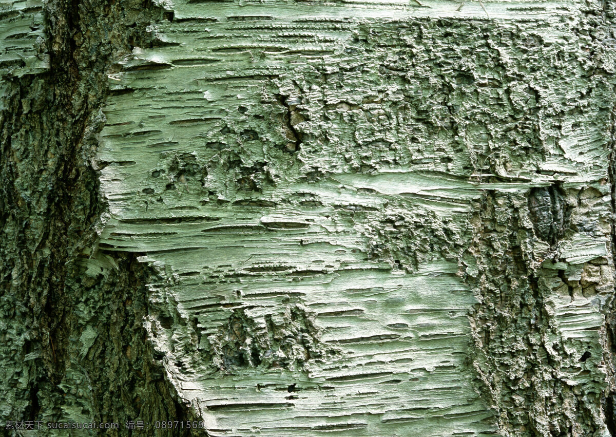青色 腐烂 树皮 背景