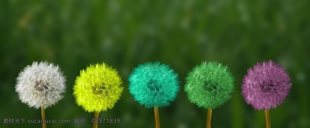 蒲公英 豐富多彩 顏色的變化 黃色 青色 洋紅色 紅色 藍(lán)色 草地 綠色 花 種子 空氣 性質(zhì) 草 食品 白 橫幅 背景 質(zhì)地 關(guān)閉 詳細(xì)信息 海報(bào) 簡(jiǎn)明 裝飾 靜物 飛行的種子 美術(shù) 人 變化 轉(zhuǎn)換 操縱 變換 轉(zhuǎn)型 顏色鑄 深?yuàn)W 創(chuàng)新 創(chuàng)造力 正念 廢料 剪貼簿 直覺(jué) 視覺(jué) 透視 集合