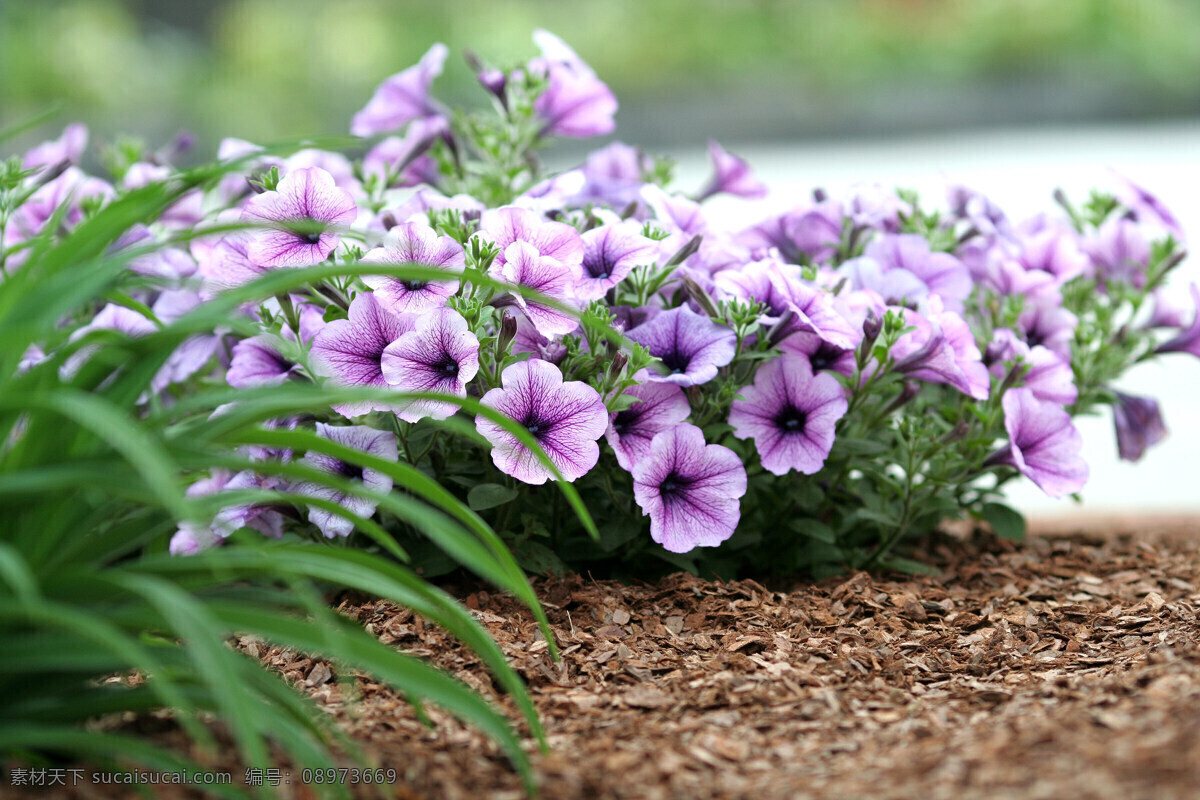 紫色 帶 紋 矮 牽牛 生物世界 花草 攝影圖庫(kù)
