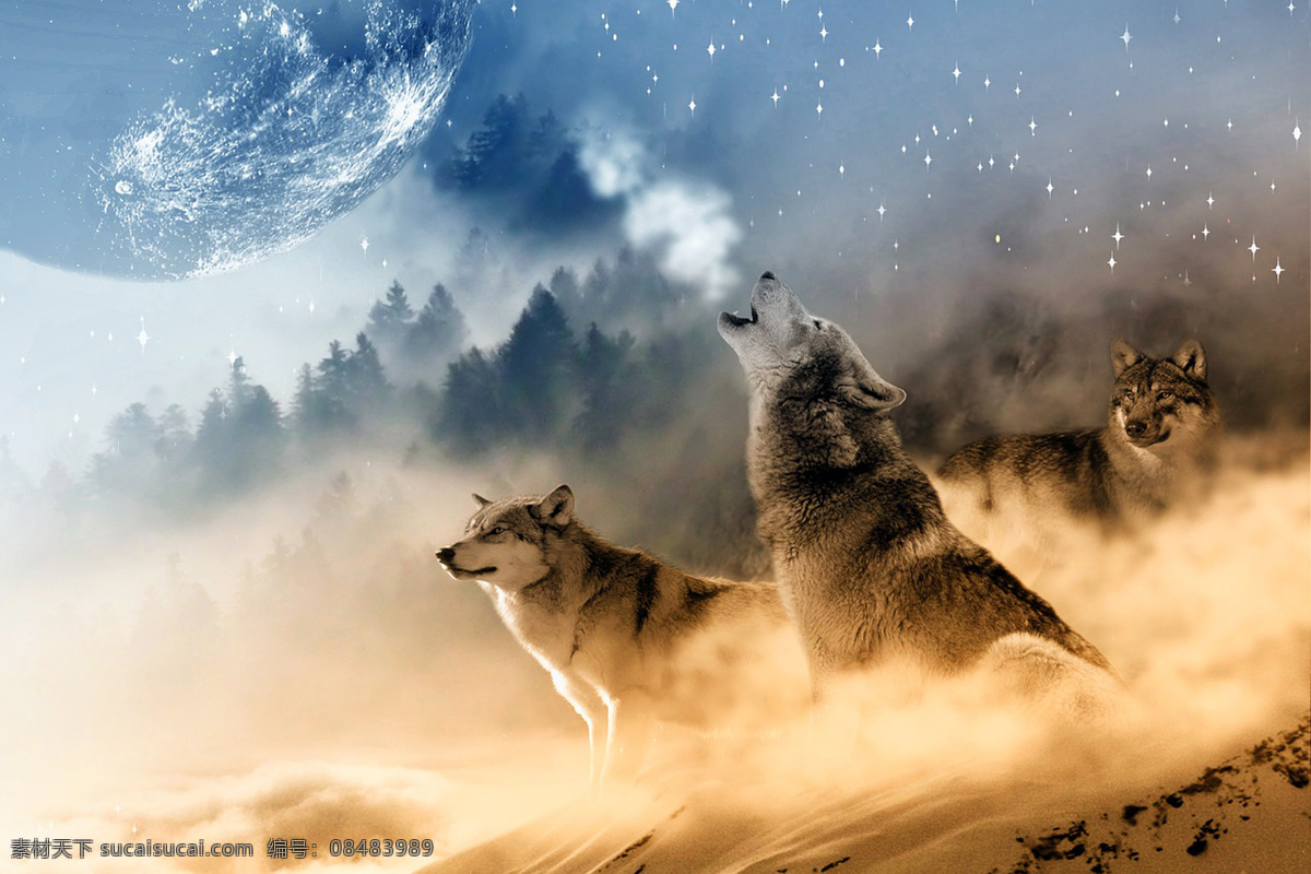月球 凶猛 公狼 母狼 食肉动物 动物