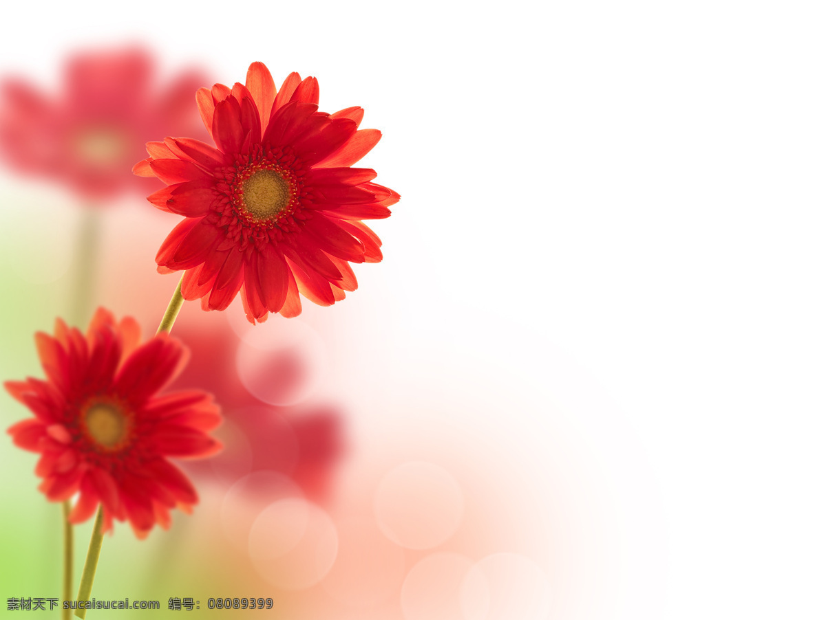 紅色雛菊花 紅色 雛菊花 菊花 植物 花朵 花卉 生物世界 花草