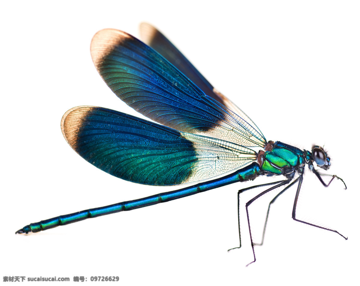 好看 花 蜻蜓 草虫 昆虫 蓝白花 的翅膀 好看的 花蜻蜓 昆虫花鸟 生物世界