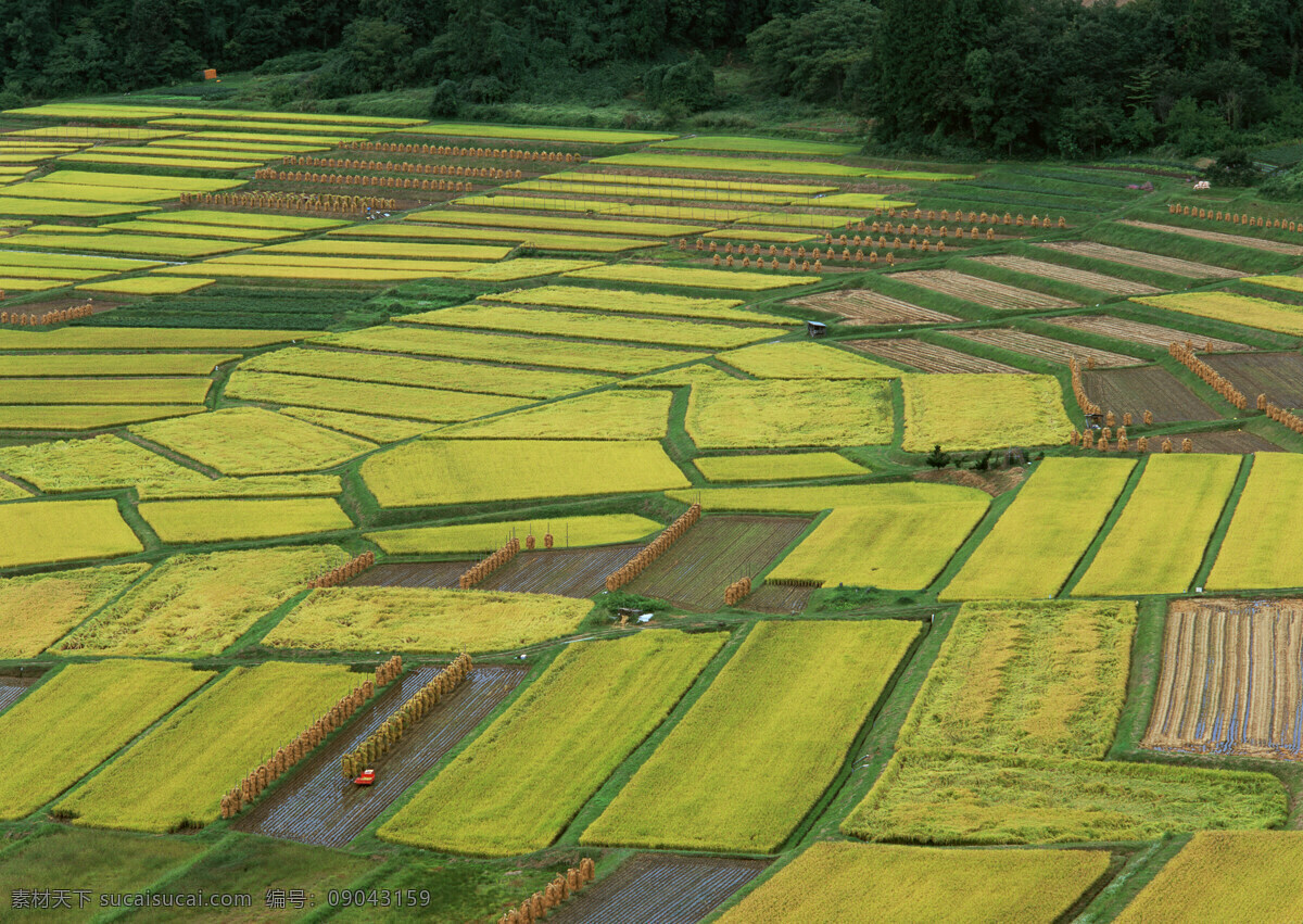 金黃 稻田 水稻 金黃稻田 水田 風(fēng)景 生活 旅游餐飲