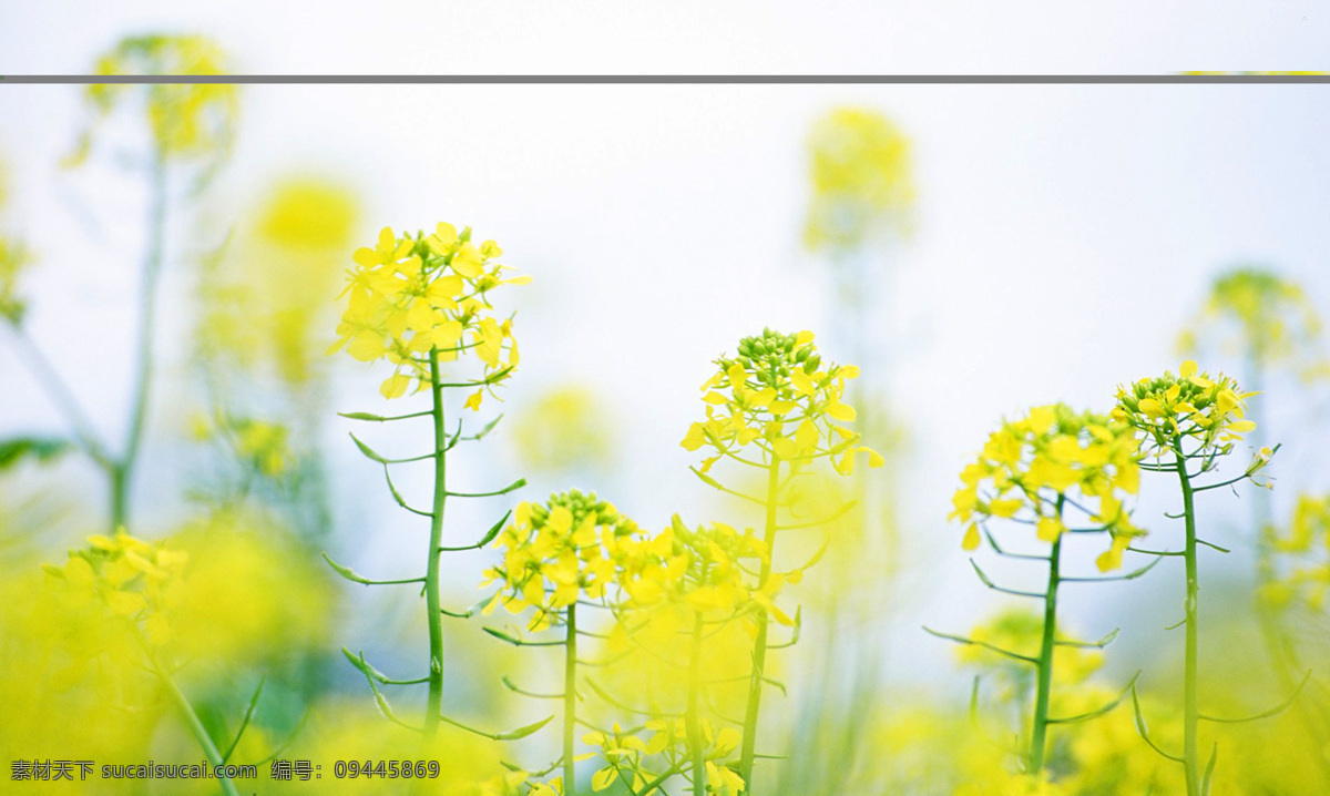 朦胧 柔和 花卉图片 虚化 艺术 效果 鲜花 植物 自然 白色
