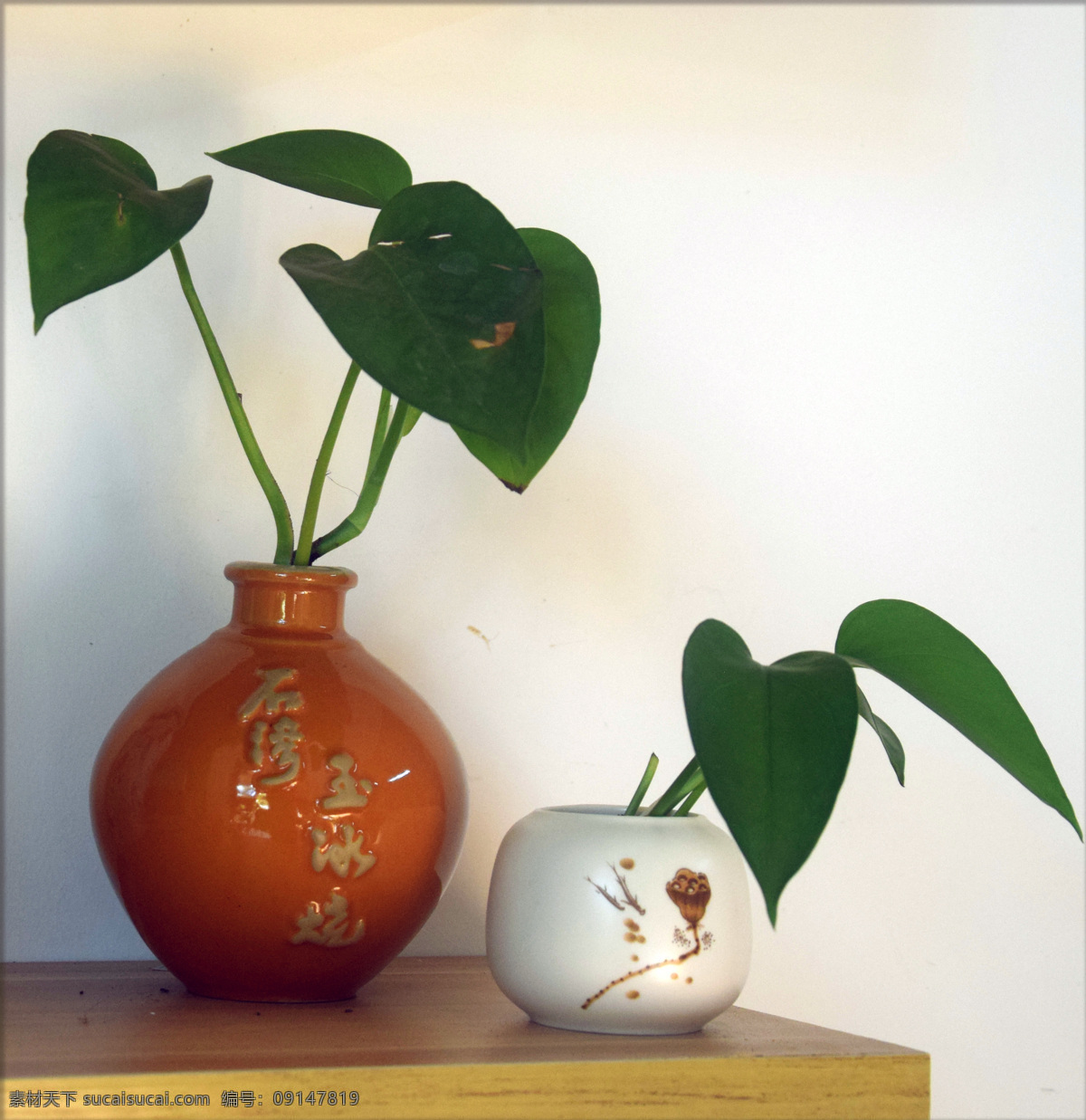 綠 蘿 小 盆栽 綠蘿 小盆栽 微型 綠色 花草景觀 生活百科 生活素材