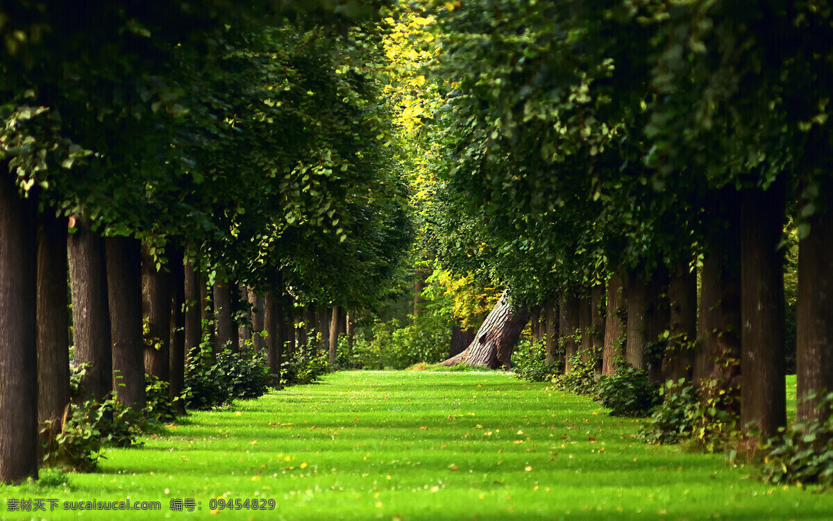 林荫道路 树木 草地 树林 温馨 绿色 和谐 树木树叶 生物世界