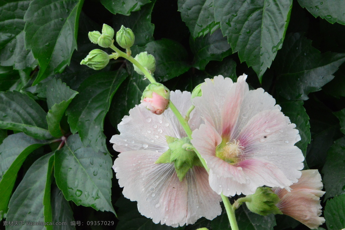 蜀葵 一丈紅 大蜀季 戎葵 熟季花 花卉 花兒 花朵 植物 園林綠化 綠化景觀 蜀葵芙蓉葵 生物世界 花草