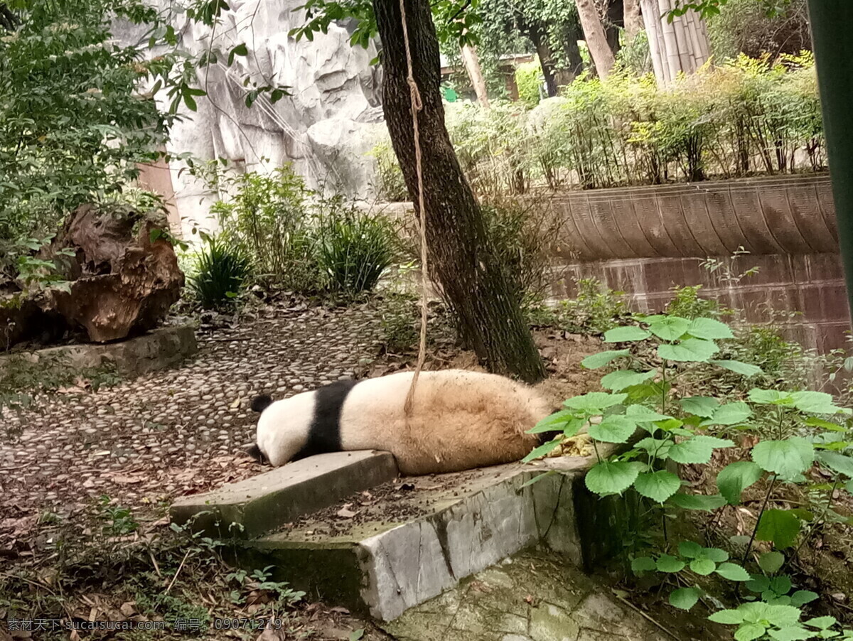 不想 理 大熊猫 睡觉 慵懒 熊猫 太阳产房 熊猫基地 生物世界 野生动物