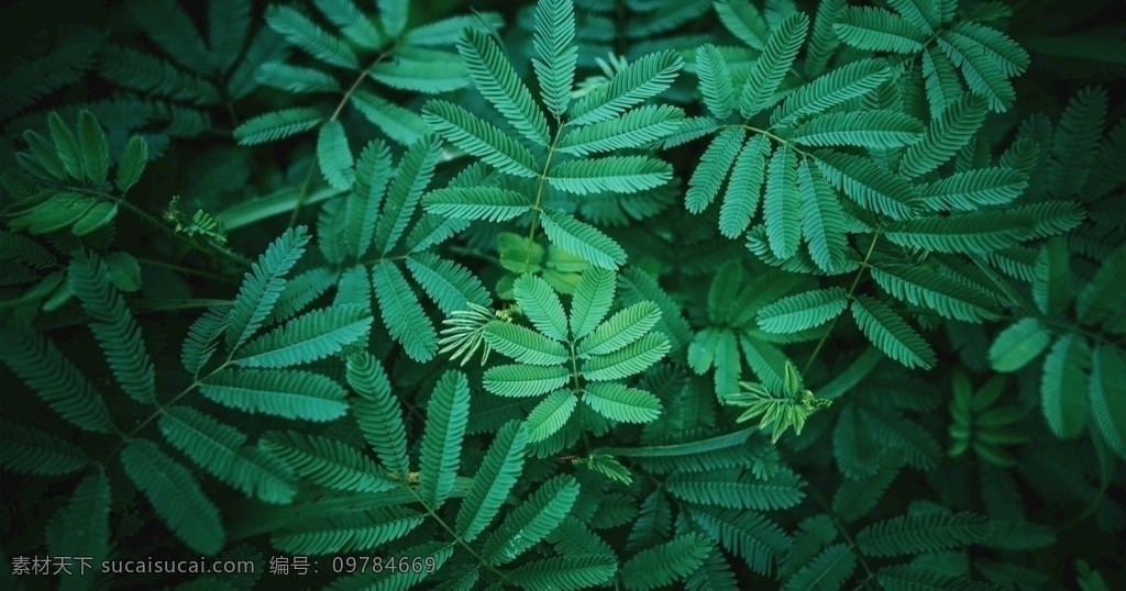 绿色 含羞草 植物 背景 素材图片 蓝绿色 深绿 壁纸 摄影图片分享 分层 背景素材